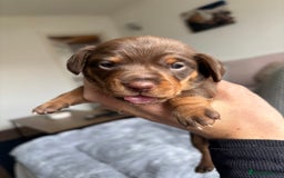 Miniature Dachshund dogs for sale: Miniature dachshund puppies - Image 9