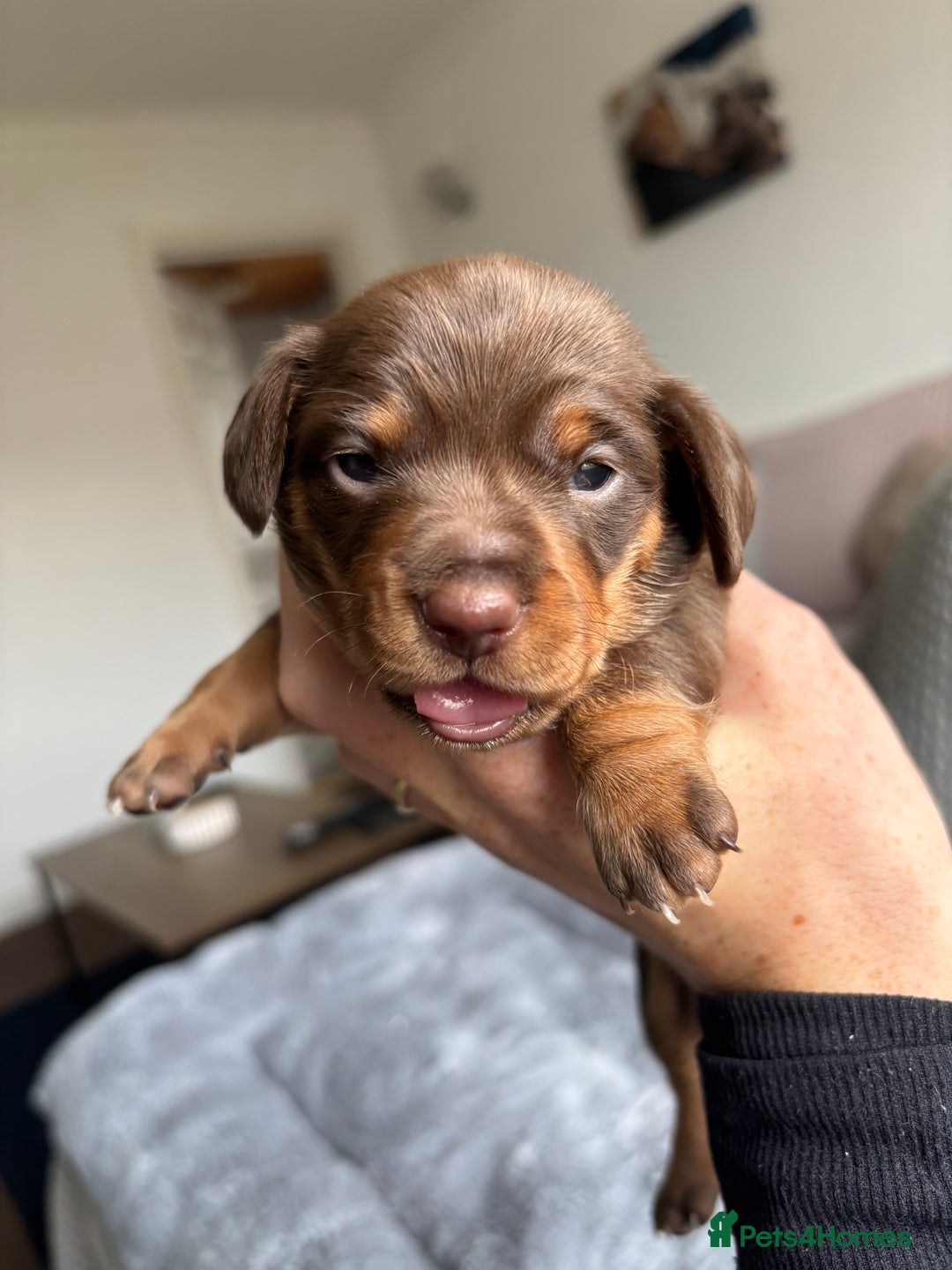 Miniature Dachshund dogs for sale: Miniature dachshund puppies - Image 9
