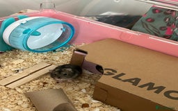 Hamster rodents for sale: Super cute young dwarf hamster - Image 4