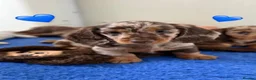Miniature Dachshund dogs for sale:  Beautiful Miniature Puppies Available in Plymouth - Advert 6