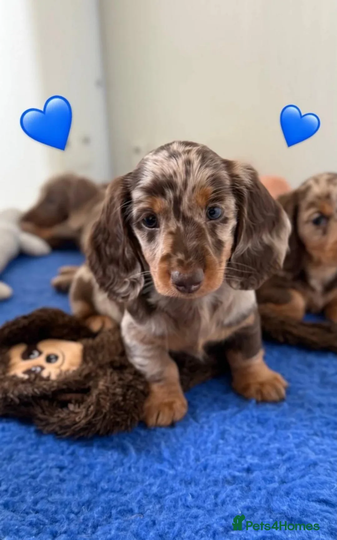 Miniature Dachshund dogs for sale:  Beautiful Miniature Puppies Available in Plymouth - Advert 6