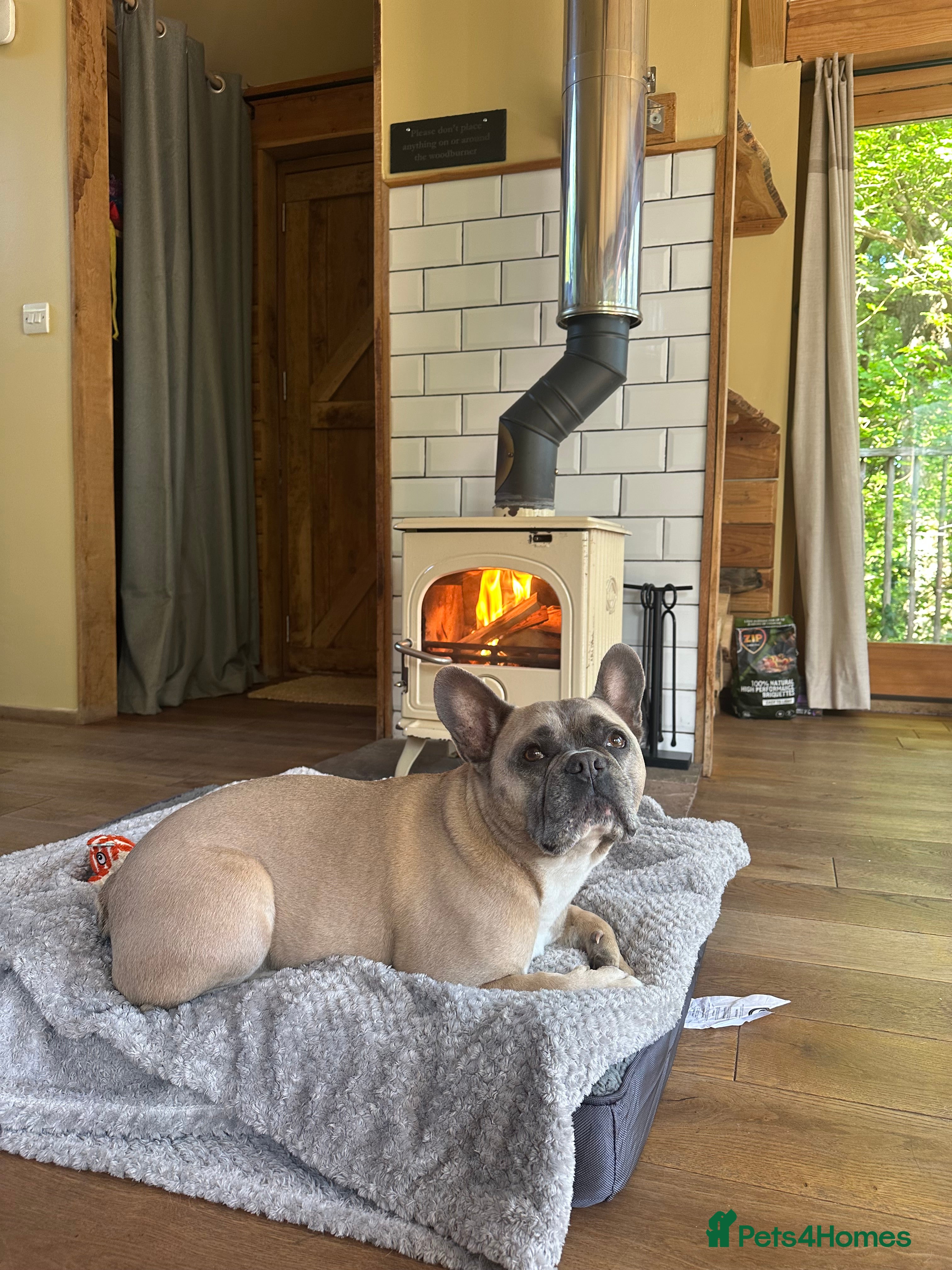 French Bulldog dogs Forever home URGENTLY needed for my French bulldog - Advert 17