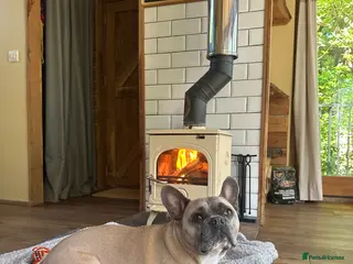 French Bulldog dogs Forever home URGENTLY needed for my French bulldog - Advert 17