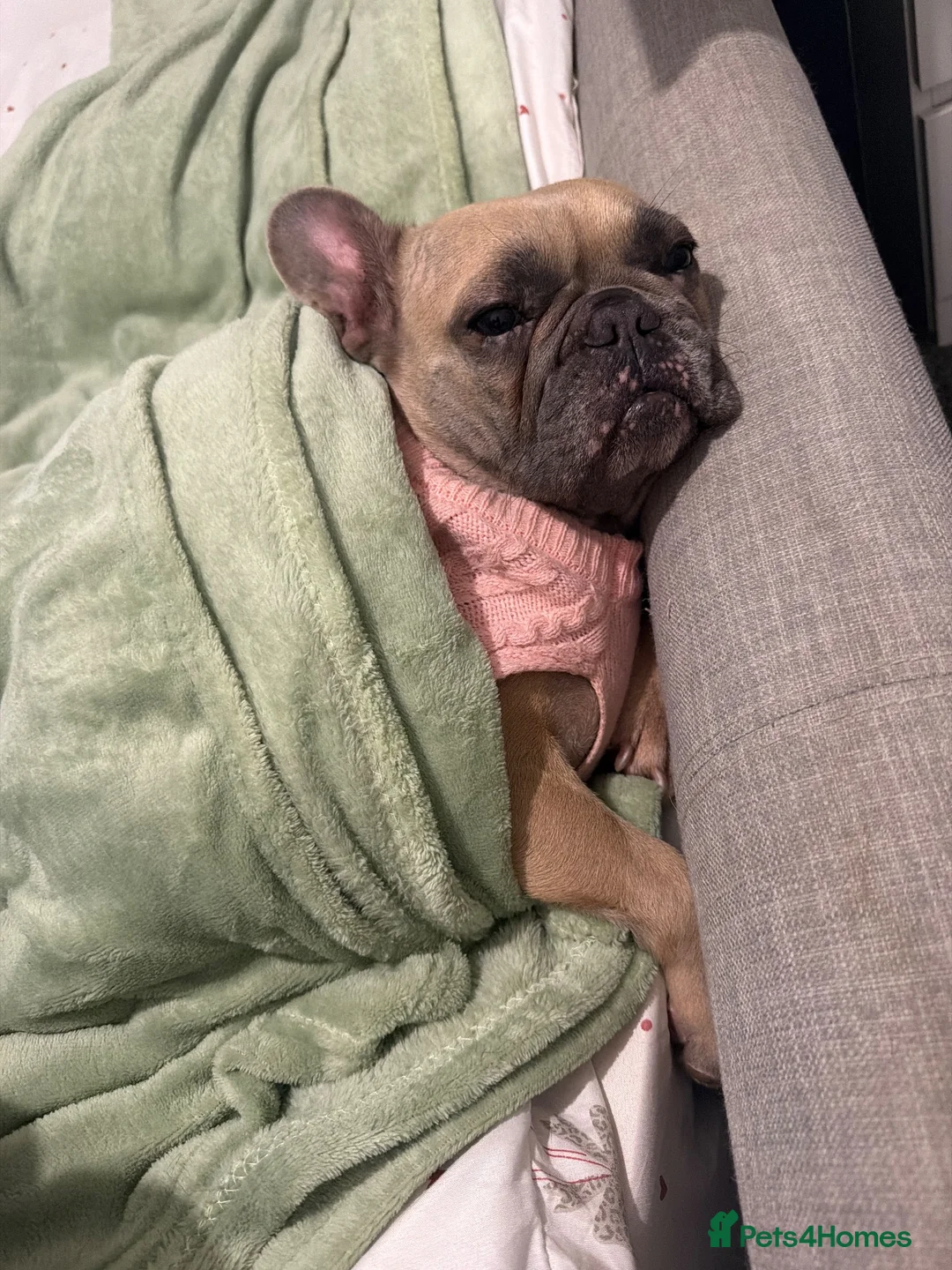 French Bulldog dogs for sale: Loving home for my 2 year old girl  in Margate - Advert 2