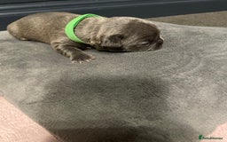 French Bulldog dogs for sale: 7 beautiful male French bull dog pups - Image 11