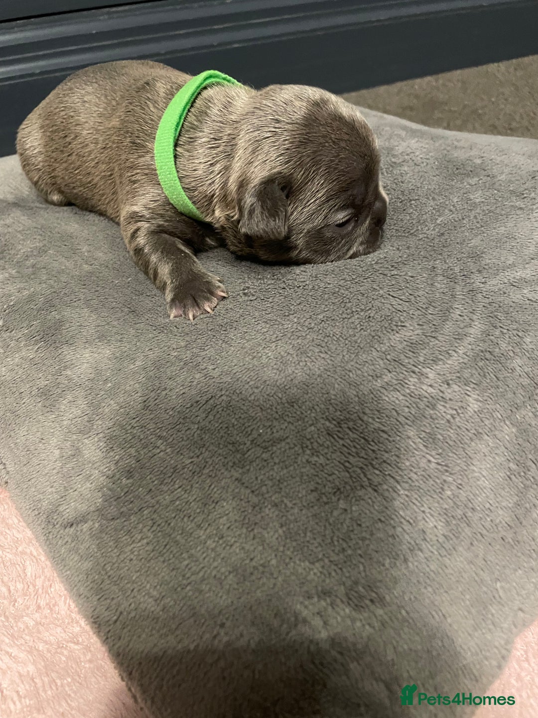 French Bulldog dogs for sale: 7 beautiful male French bull dog pups - Image 11
