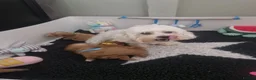 Poochon dogs for sale: Health tested beautiful poochons  - Advert 26