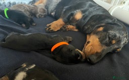 Miniature Dachshund dogs for sale: Black & tan boy, KC reg, PRA clear, low coi score - Image 4