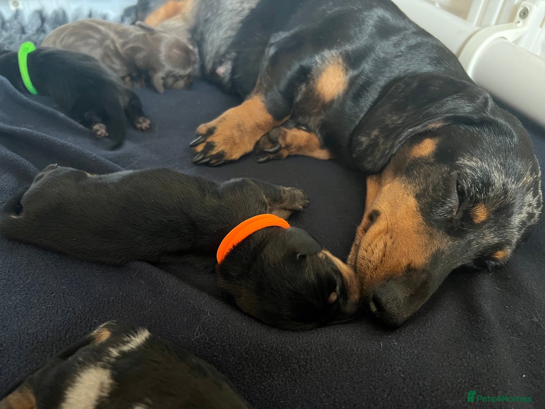 Miniature Dachshund dogs for sale: Black & tan boy, KC reg, PRA clear, low coi score - Image 4