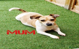 Jack Russell dogs for sale: Stunning Rare Colour Merle Jack Russell Puppies - Image 5