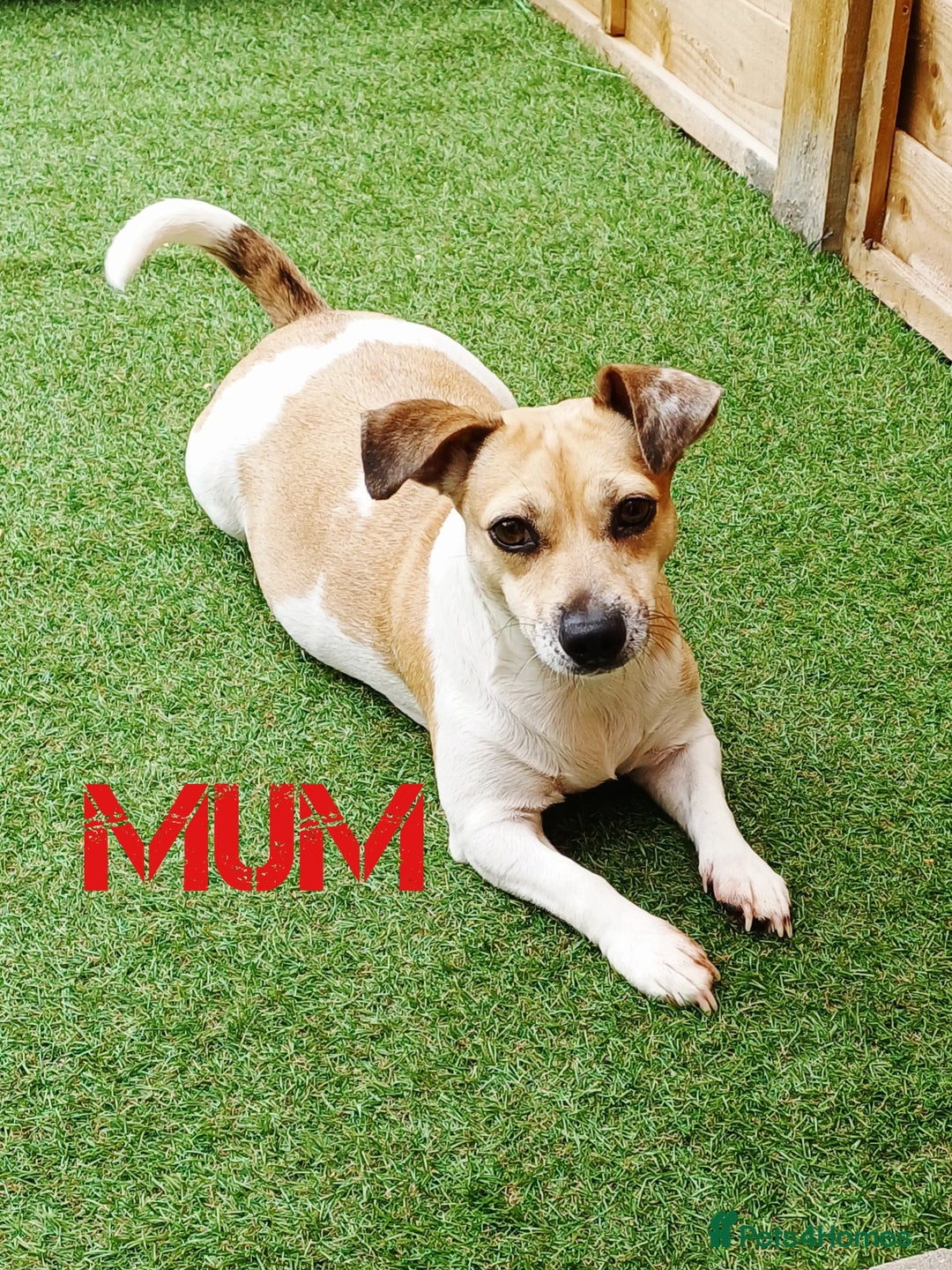 Jack Russell dogs for sale: Stunning Rare Colour Merle Jack Russell Puppies - Image 5