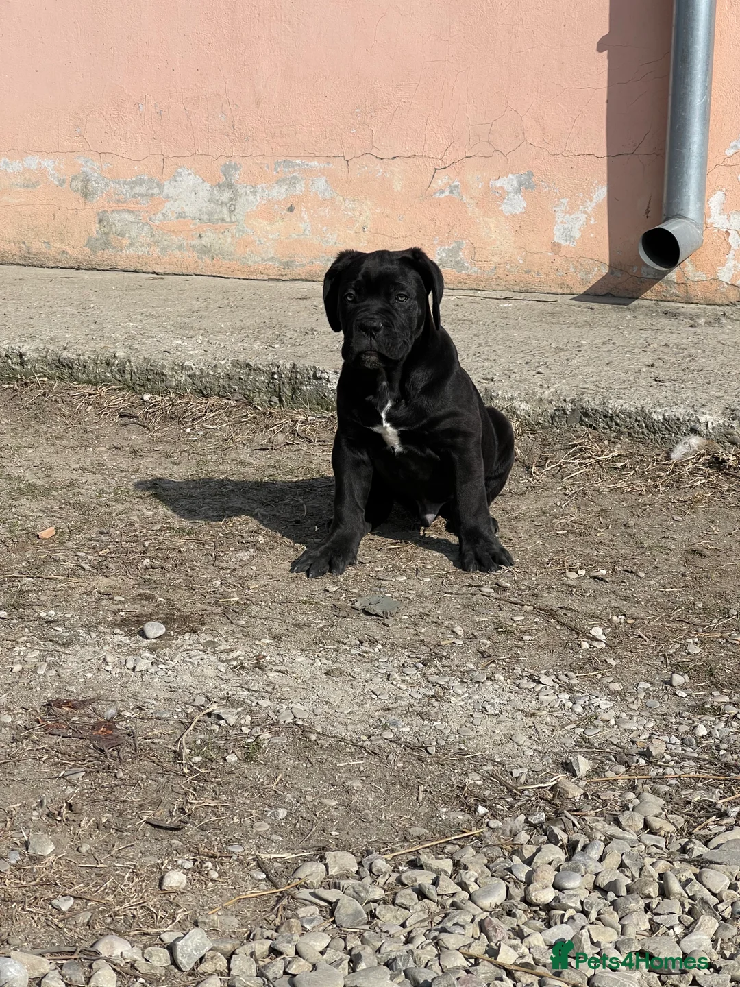 Cane Corso dogs for stud: Roger in Colchester - Advert 16