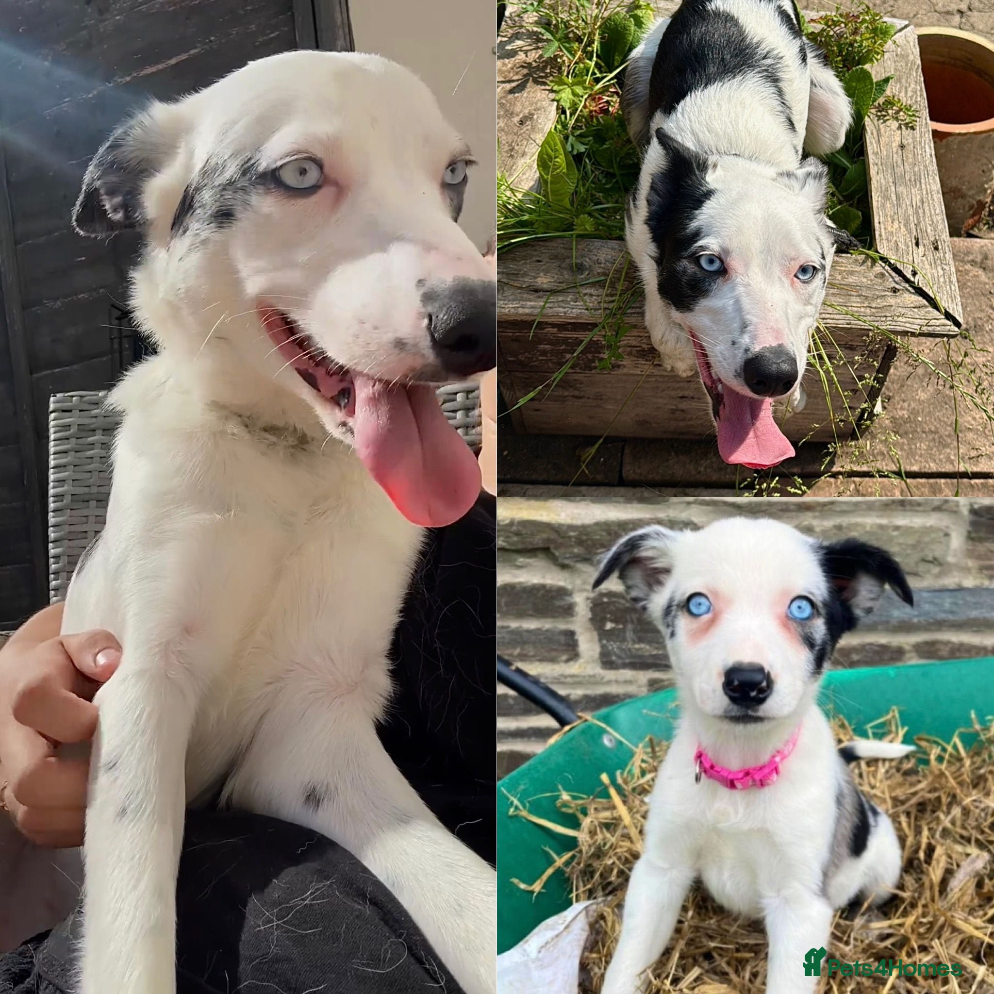 Mixed Breed dogs Merle bordercollie x cockerspaniel pups - Advert 2