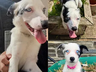 Mixed Breed dogs Merle bordercollie x cockerspaniel pups - Advert 2