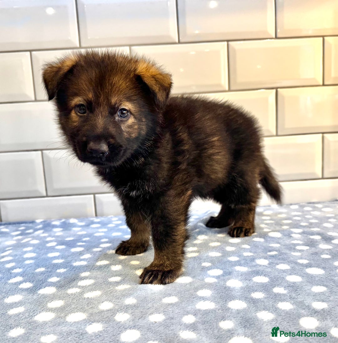 German Shepherd dogs for sale: KC Registered German Shepard Babies 🐾🐾🐾 - Image 12