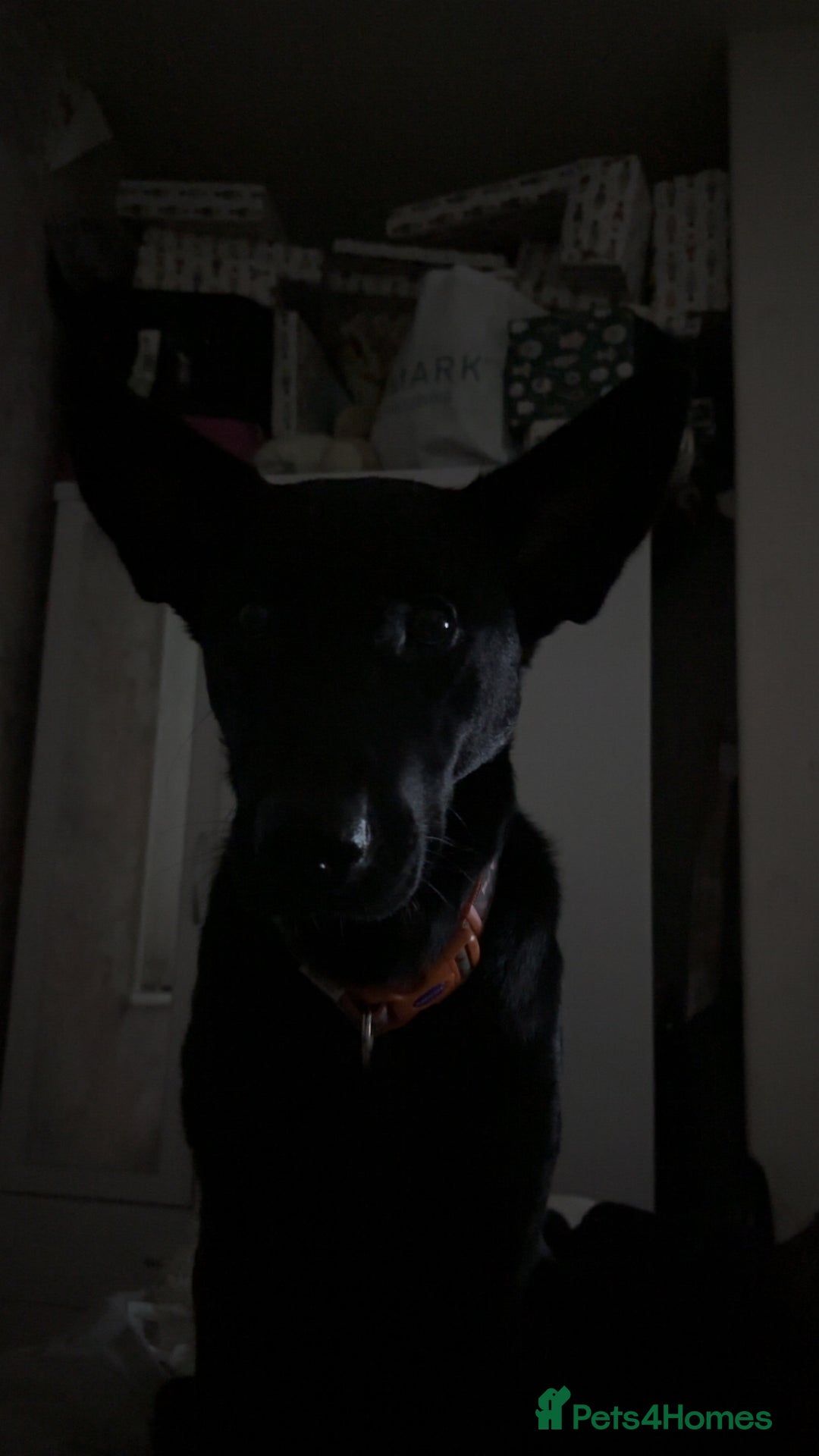 Mixed Breed dogs for sale: Female German Shepard x Lab - Image 3