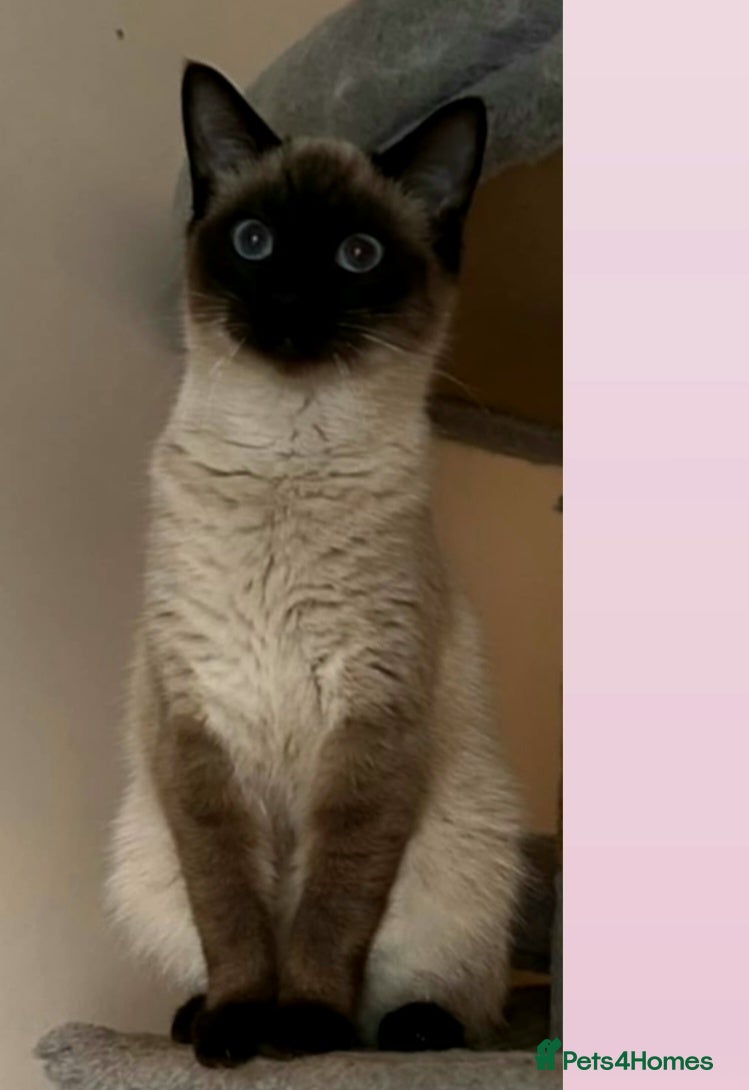 Siamese cats for sale: Lovely kity  - Advert 8