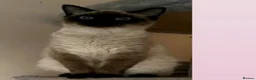 Siamese cats for sale: Lovely kity  in Corby - Advert 1