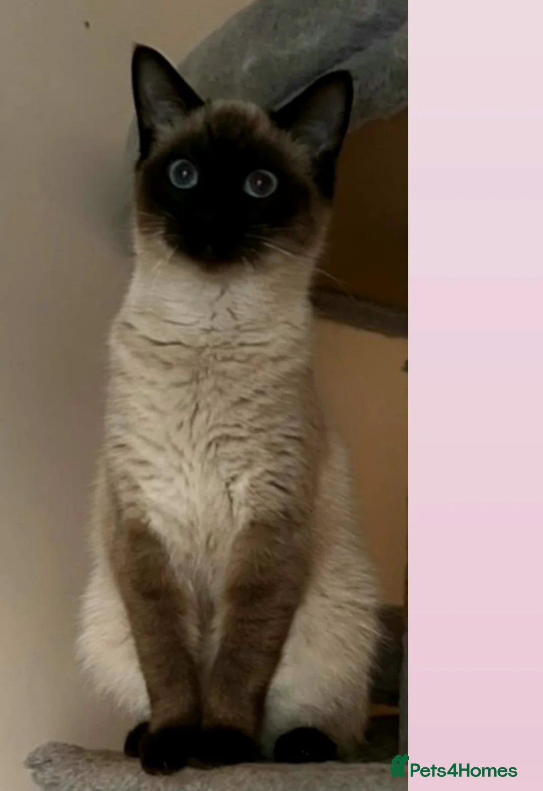 Siamese cats for sale: Lovely kity  in Corby - Advert 1