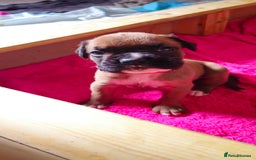 Boxer dogs for sale: *** ONLY 2 LEFT!!! *** - Image 27