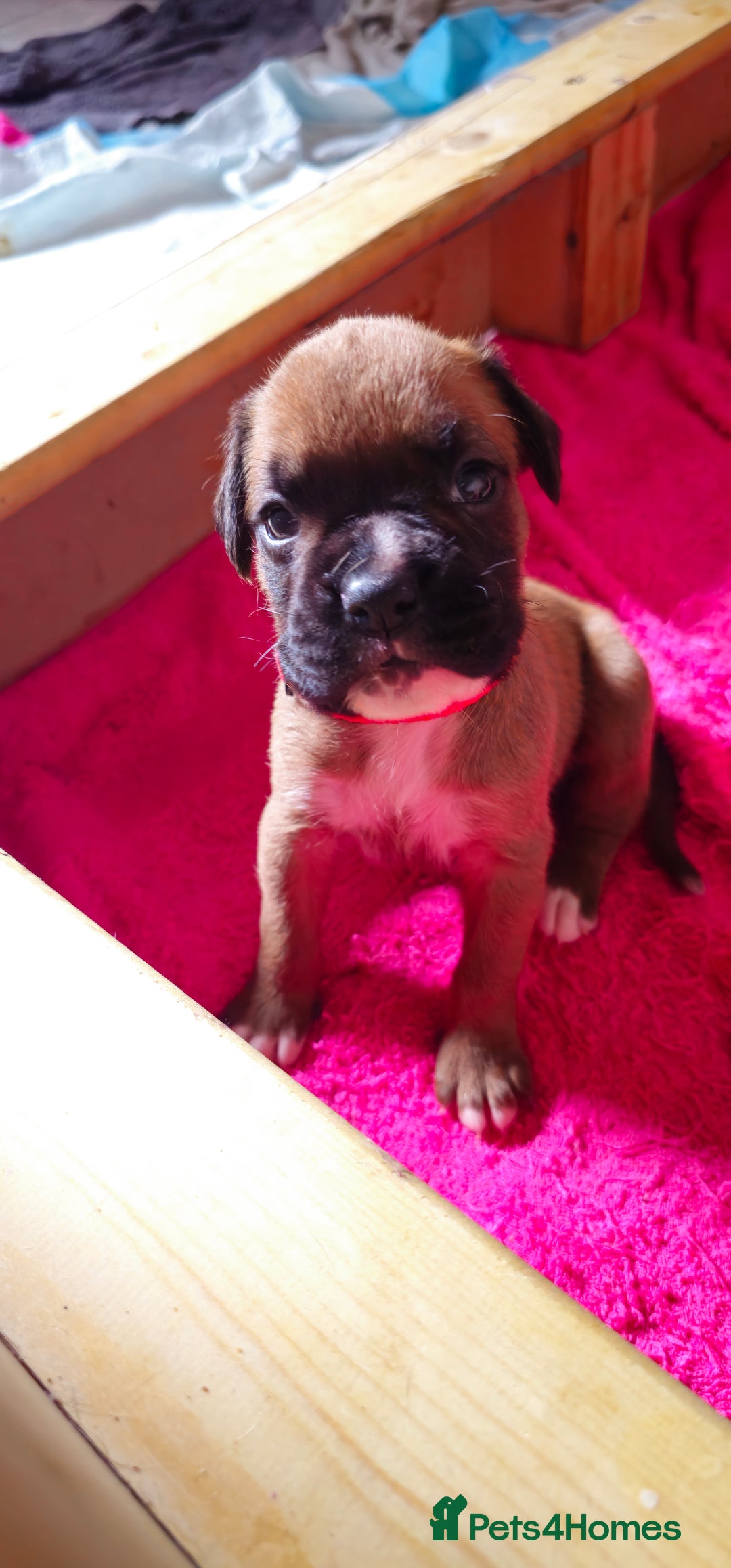Boxer dogs for sale: *** ONLY 2 LEFT!!! *** - Image 27