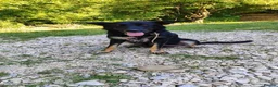 Mixed Breed dogs for adoption: Ayla, 2-3 yrs old. Available for adoption. in Brixham - Advert 5