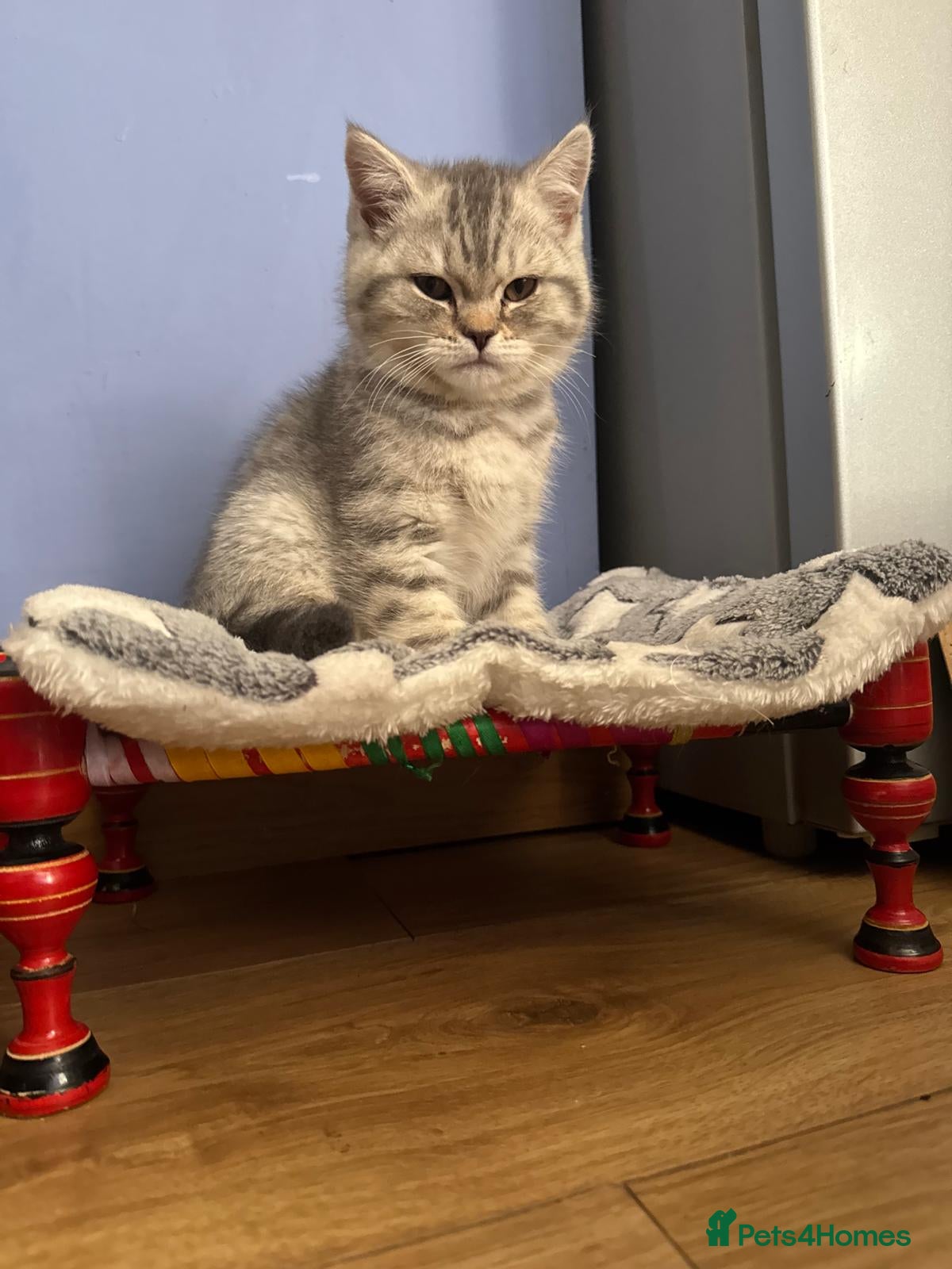 British Shorthair cats GCCF British Shorthair Silver Tipped Kittens - Advert 2