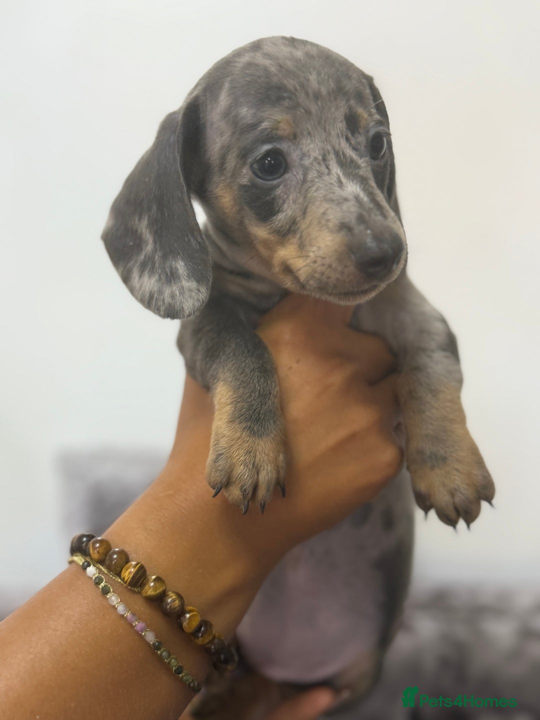 Miniature Dachshund dogs for sale: 7 stunning miniature dachshund puppies - Image 18