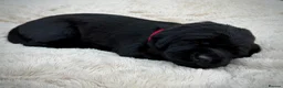 Labrador Retriever dogs for sale: Outstanding Labrador Puppies–Exceptional Pedigree - Advert 8