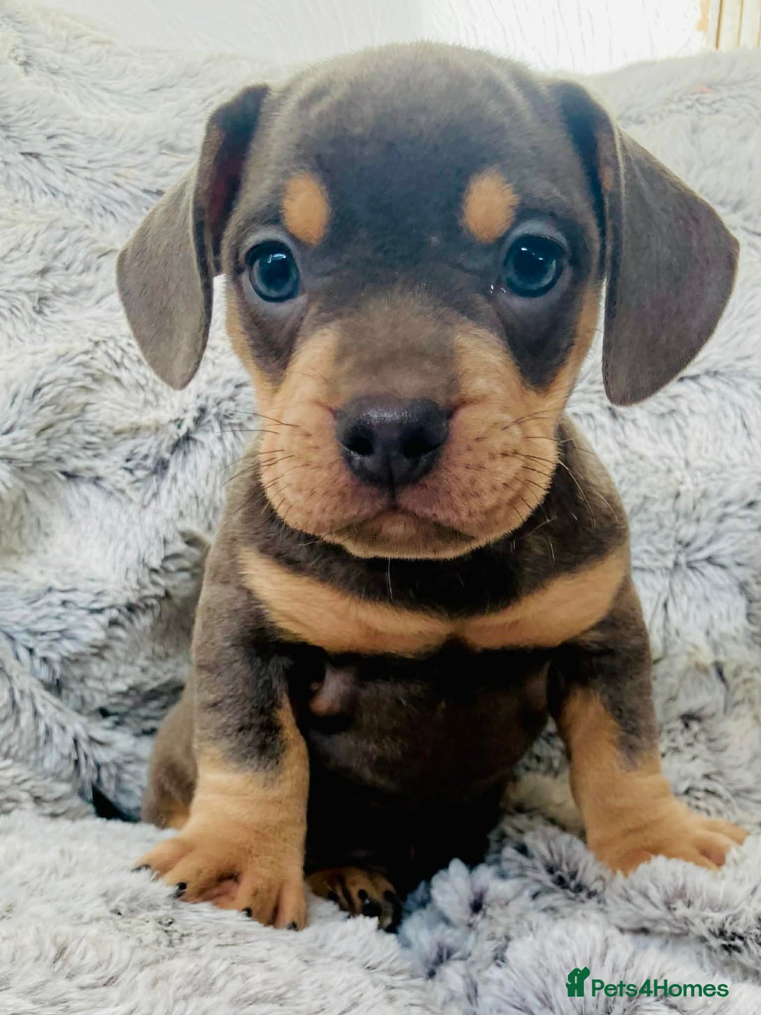 Mixed Breed dogs for sale: Bulldog x Mini Dachshund Puppies - Advert 17