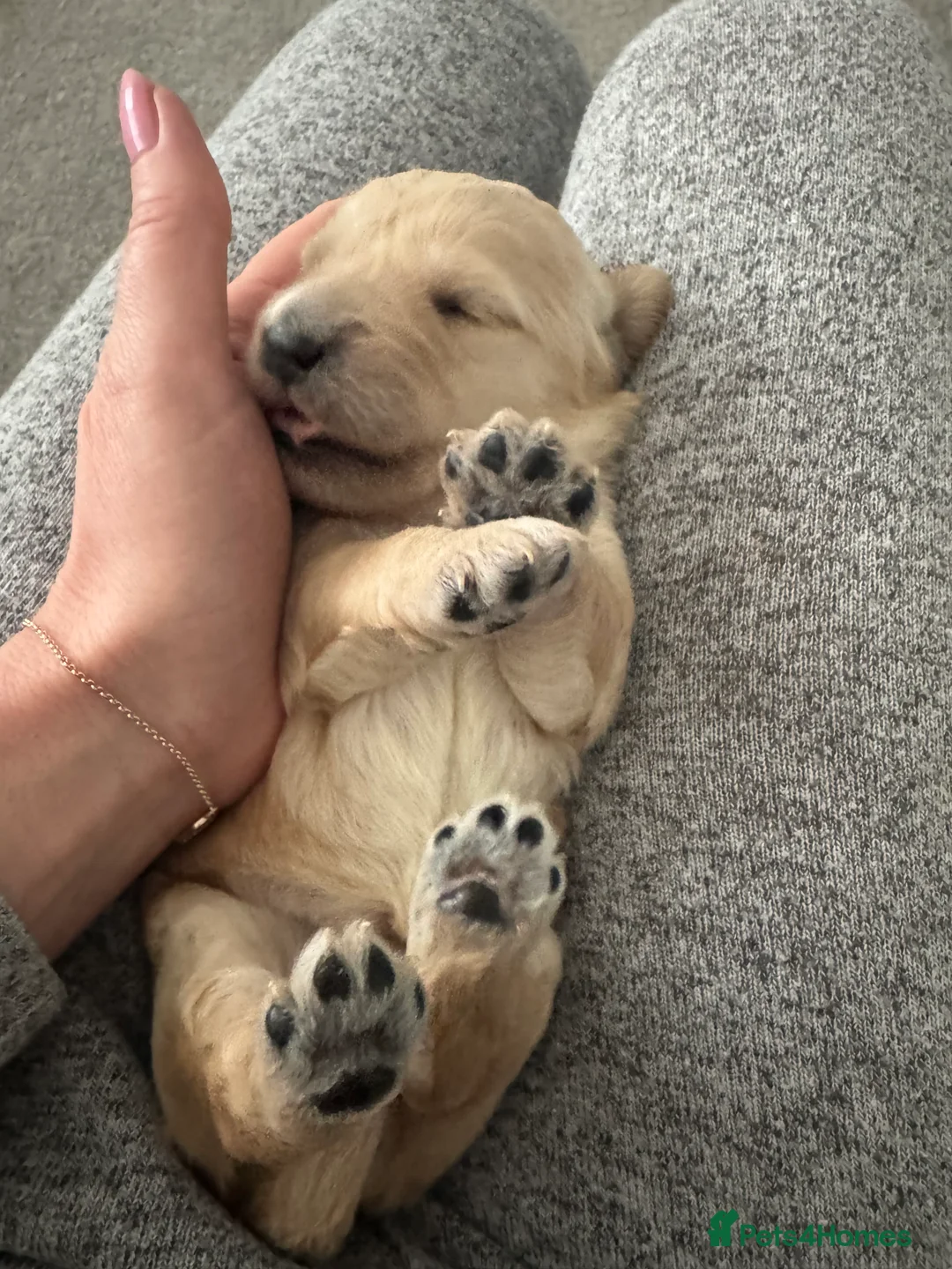 Goldendoodle dogs for sale: F1 Golden Doodles  - Advert 13