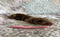 Miniature Dachshund dogs for sale: KC Registered Miniature Dachshunds (PRA Clear) - Image 7