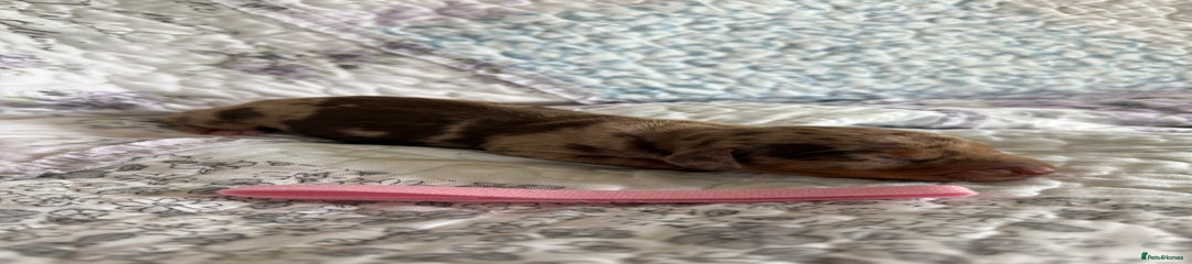 Miniature Dachshund Puppy 4
