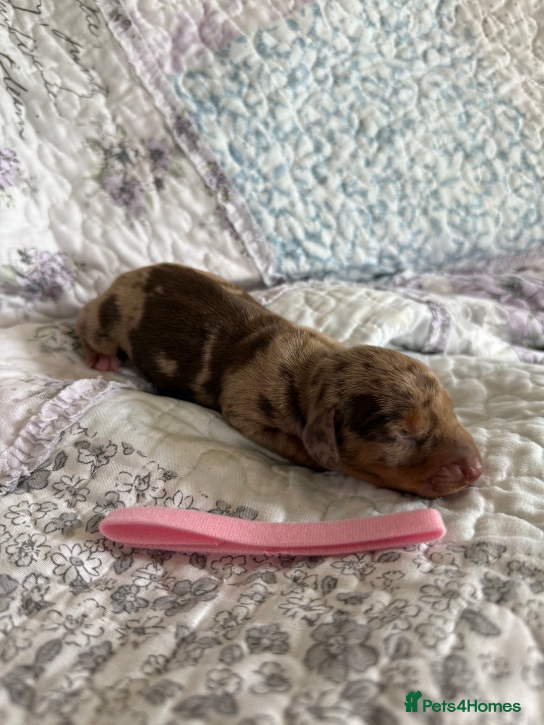 Miniature Dachshund dogs for sale: KC Registered Miniature Dachshunds (PRA Clear) - Image 7