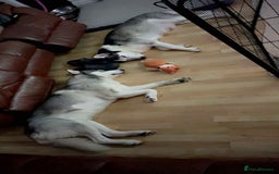 Siberian Husky dogs for sale: Husky Puppies  - Image 4