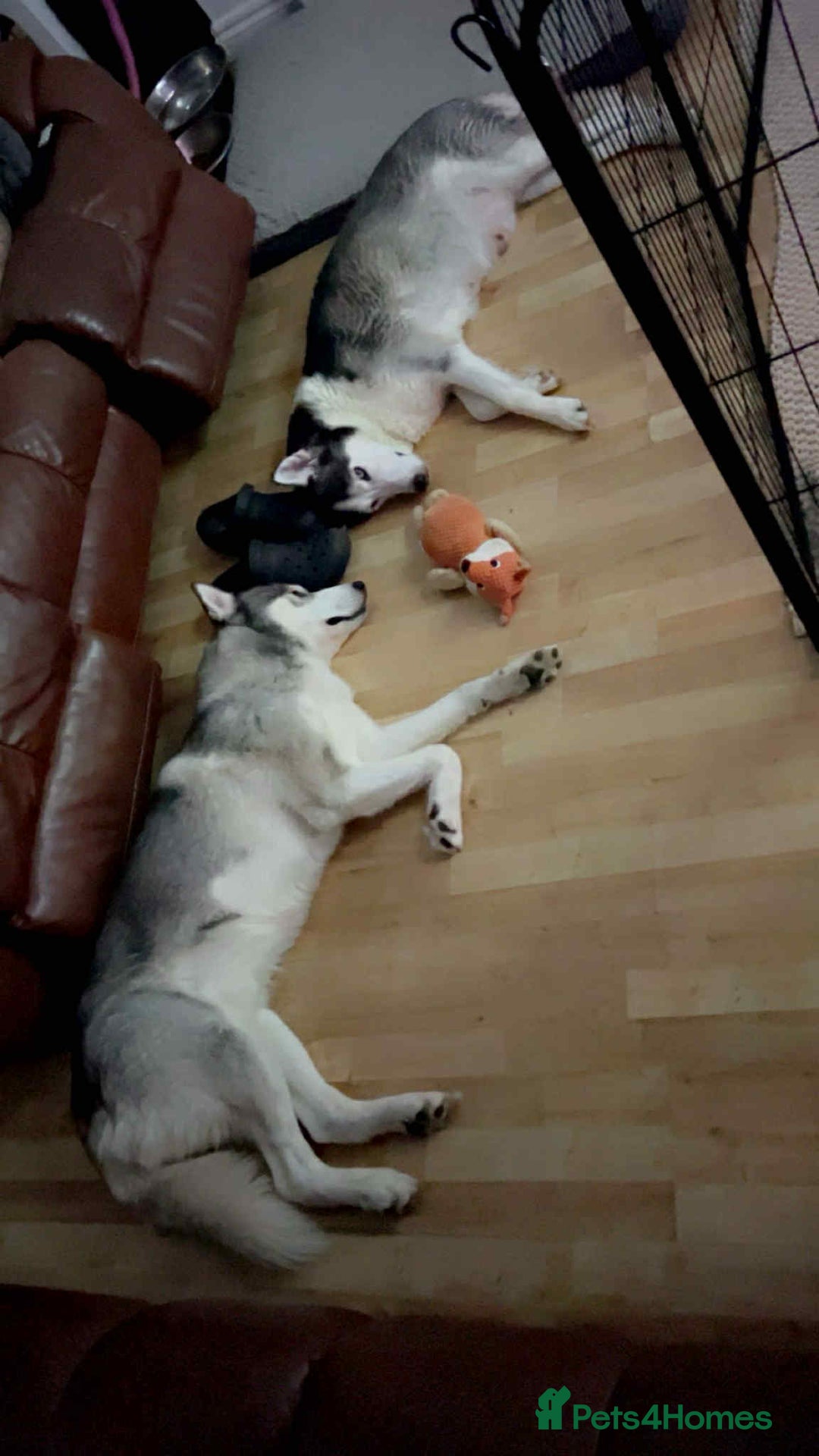 Siberian Husky dogs for sale: Husky Puppies  - Image 4
