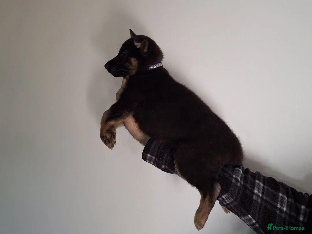 German Shepherd dogs for sale: Beautiful German Shepherd Puppies - Advert 36