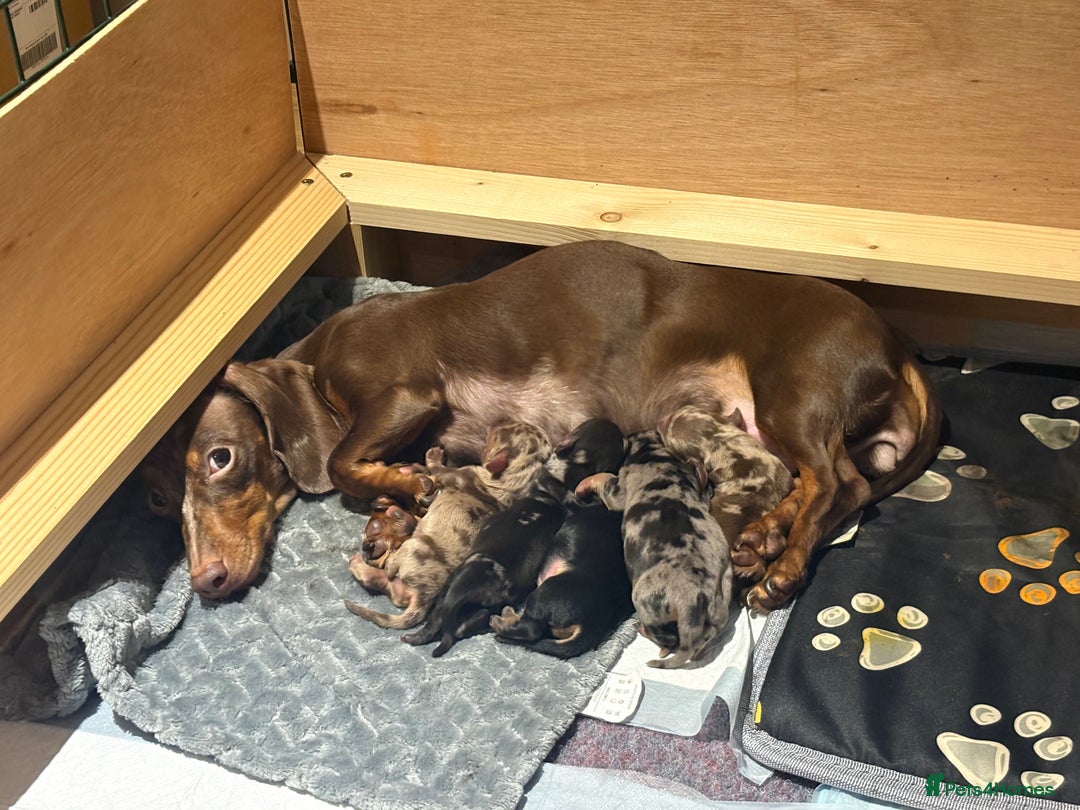 Miniature Dachshund dogs for sale: ✨ Miniature Dachshund Puppies ✨ - Advert 1