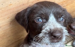 German Wirehaired Pointer dogs for sale: German Wire-haired Pointers of sale - Image 14