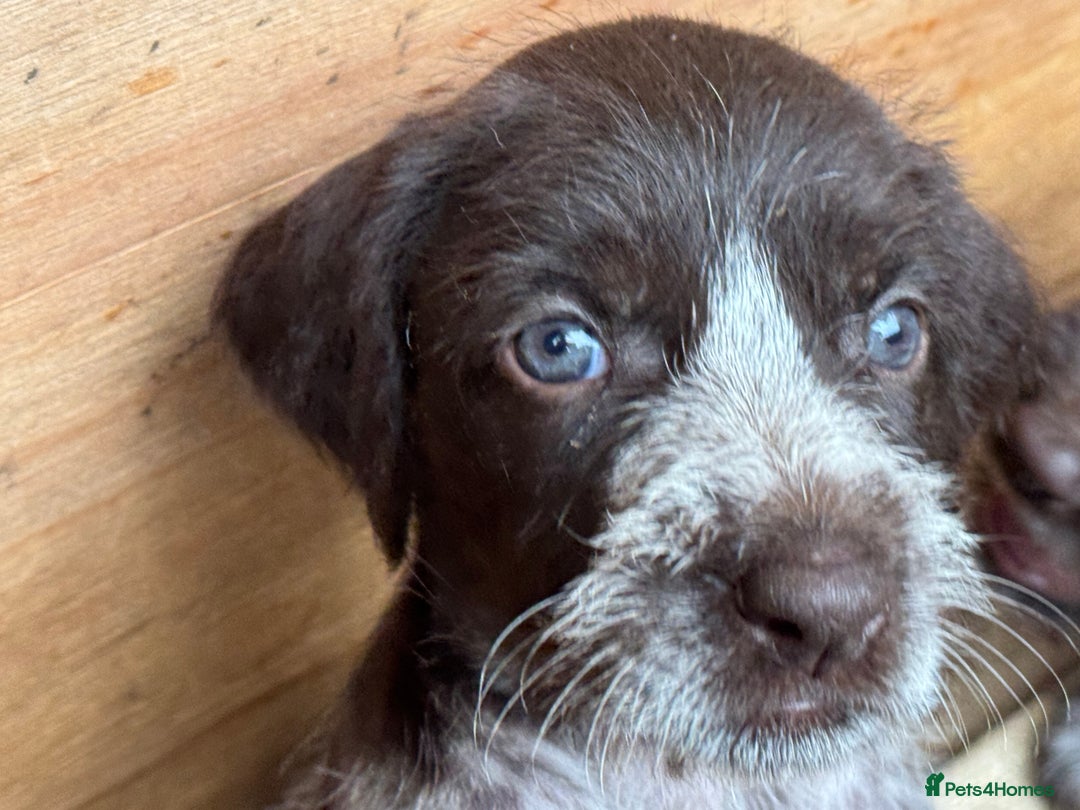 German Wirehaired Pointer dogs for sale: German Wire-haired Pointers of sale - Image 14
