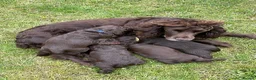 Sprocker dogs for sale: sprocker pups for sale - Advert 8
