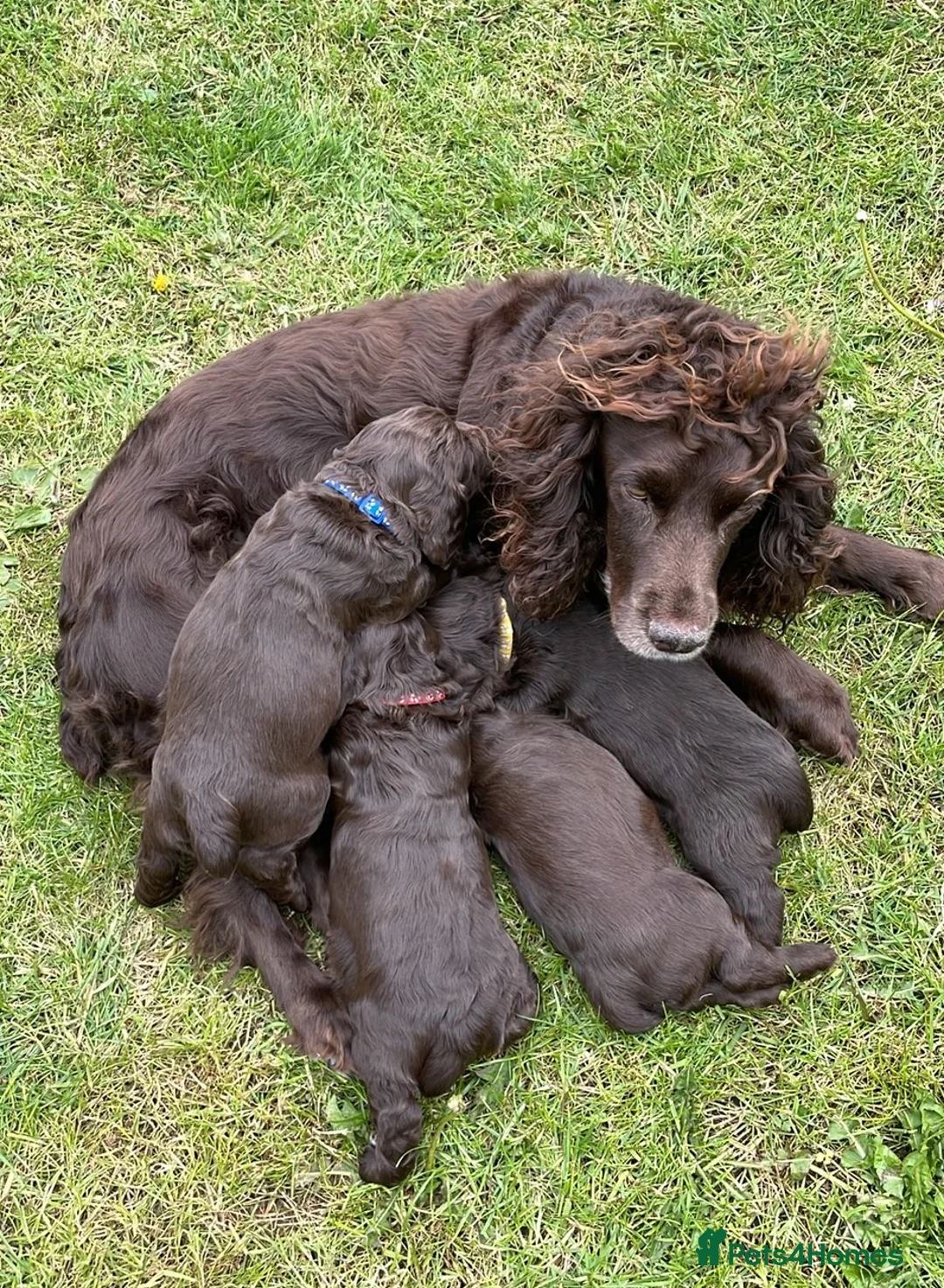 Sprocker dogs for sale: sprocker pups for sale - Advert 8