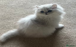 Persian cats for sale: Full Pedigree Chinchilla Kitten - Image 2