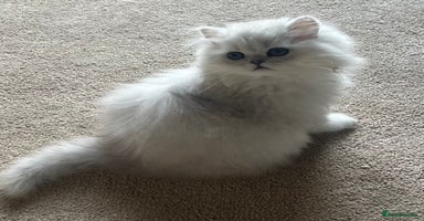 Persian cats - Advert 15