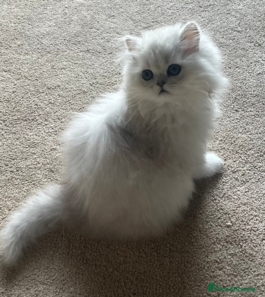 Persian cats for sale: Full Pedigree Chinchilla Kitten - Image 2