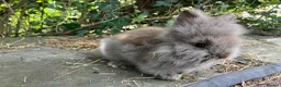 Lionhead rabbits for sale: 1 fluffy lionhead babies and 3 minilop babies  - Advert 7