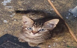Russian Blue cats for sale: Russian Blue and Tabby hybrids. - Image 2