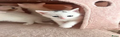 Turkish Angora Kitten 3