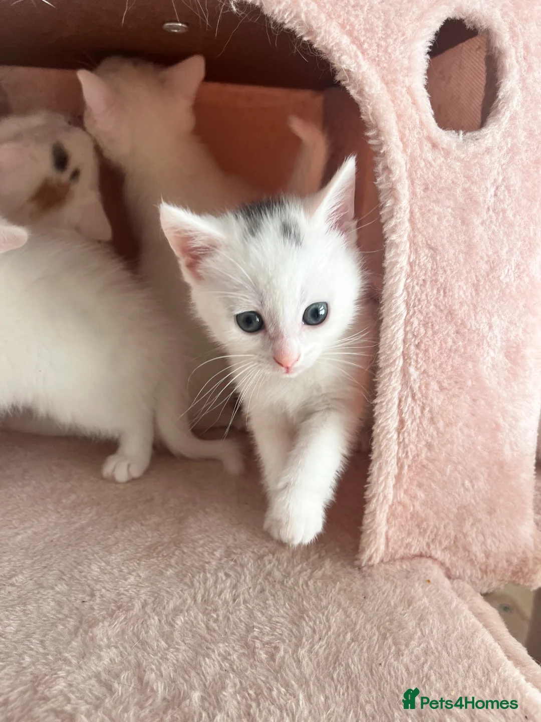 Turkish Angora cats for sale: Gorgeous Kittens!  - Advert 2