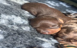 Miniature Dachshund dogs for sale: Miniature Dachshund Puppies For Sale  - Image 9